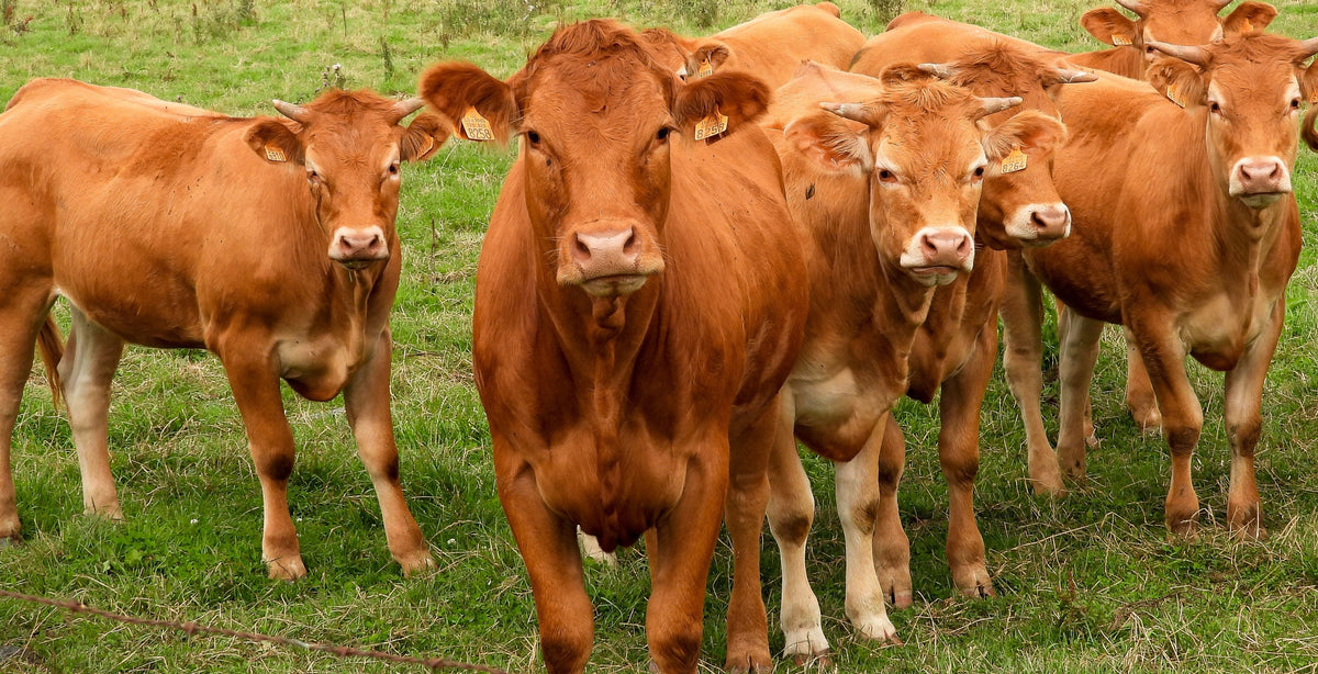 Grassfed Beef Collagen: What is Does, and How We Chose Ours
